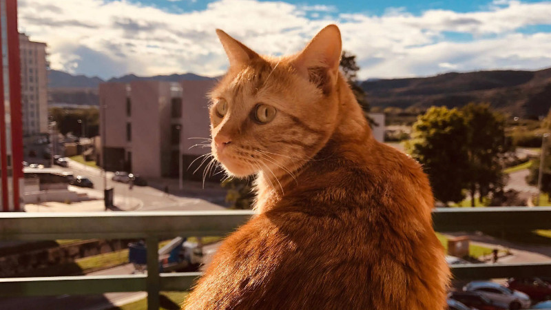 全球体型最大的猫有多大（附：10名体型最大的猫品种）