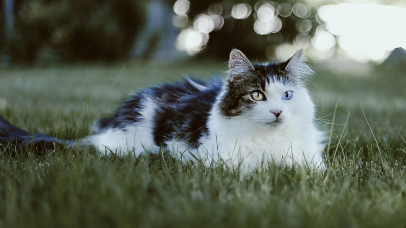 全球体型最大的猫有多大（附：10名体型最大的猫品种）