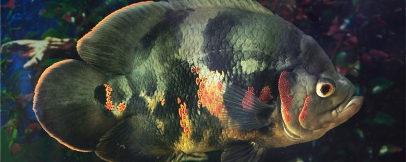 地图鱼能长多大和什么鱼一起养有最贵的品种吗（地图鱼喂食的正确方法）