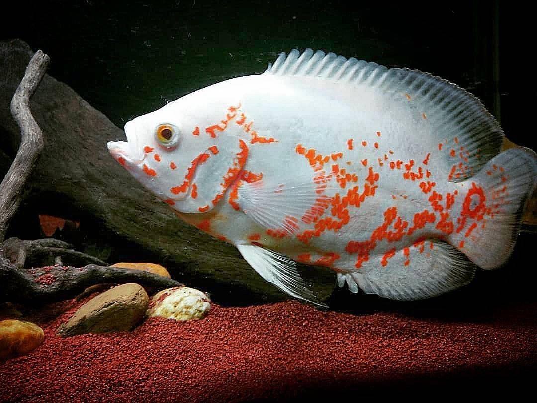 地图鱼能长多大和什么鱼一起养有最贵的品种吗（地图鱼喂食的正确方法）