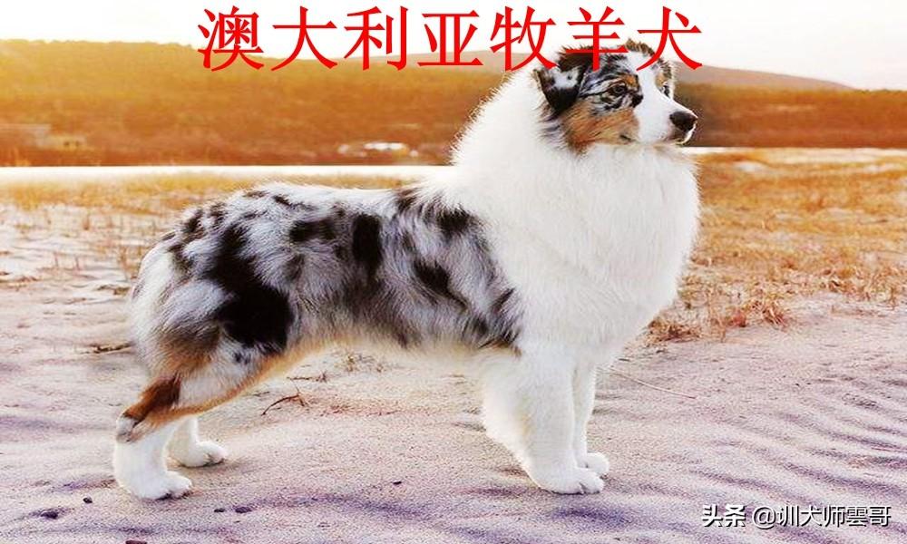 盘点10大牧羊犬你更喜欢哪一种（附：牧羊犬图片）