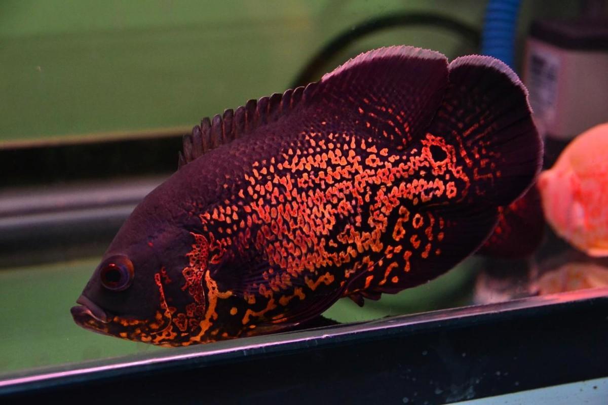 地图鱼能长多大和什么鱼一起养有最贵的品种吗