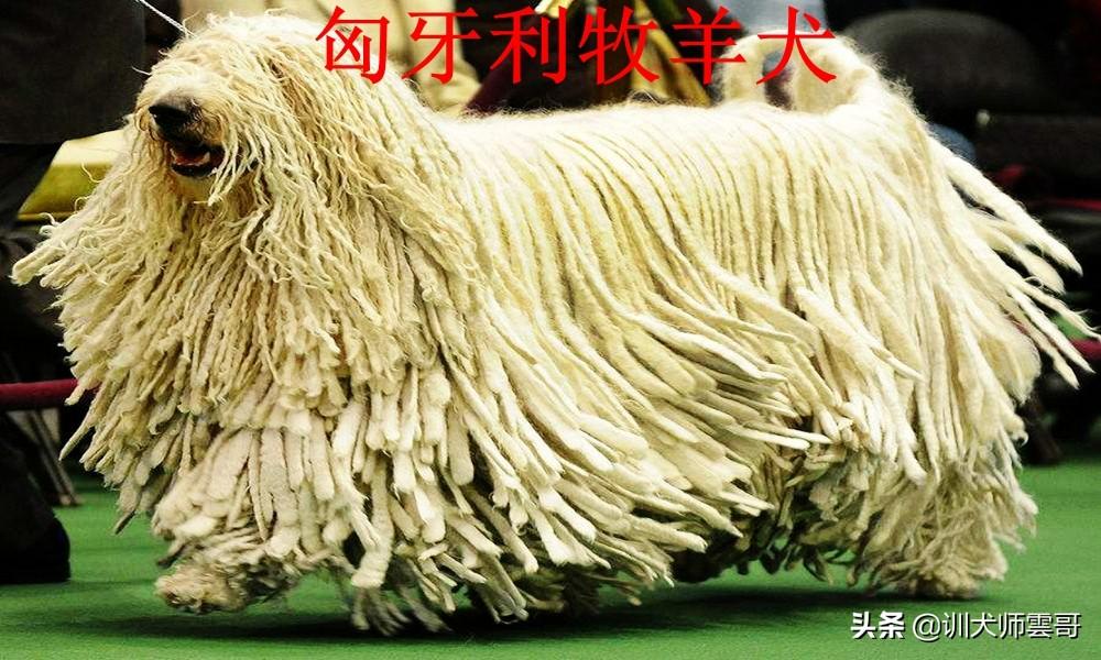 盘点10大牧羊犬你更喜欢哪一种（附：牧羊犬图片）