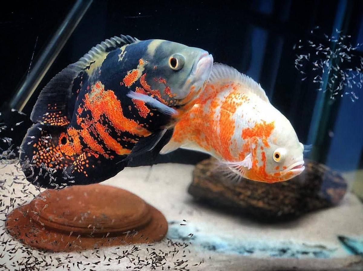 地图鱼能长多大和什么鱼一起养有最贵的品种吗（地图鱼喂食的正确方法）