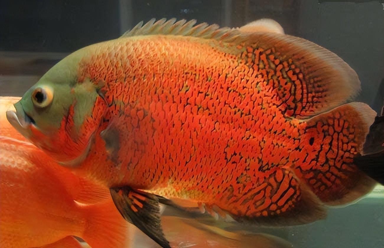 地图鱼能长多大和什么鱼一起养有最贵的品种吗（地图鱼喂食的正确方法）