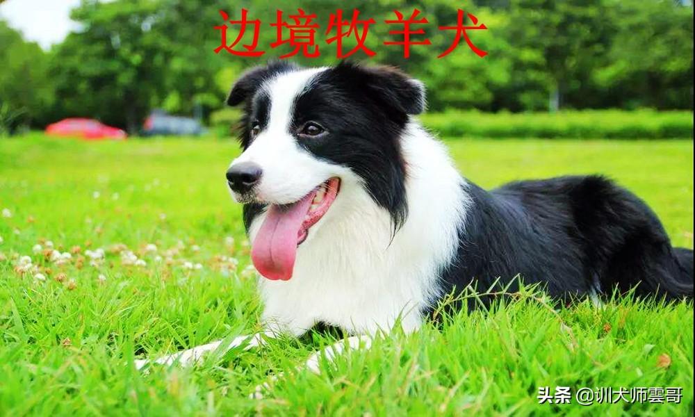 盘点10大牧羊犬你更喜欢哪一种（附：牧羊犬图片）