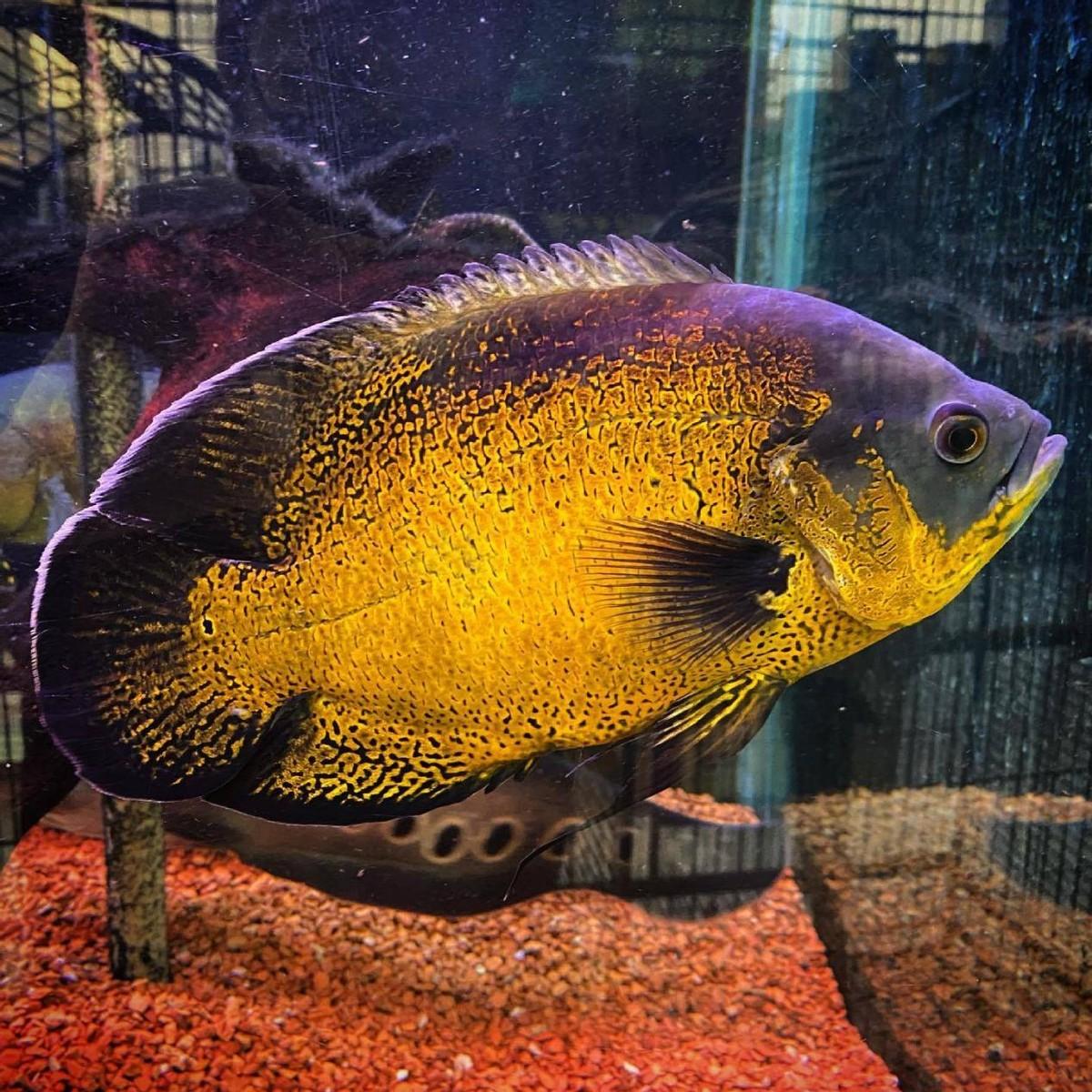 地图鱼能长多大和什么鱼一起养有最贵的品种吗（地图鱼喂食的正确方法）