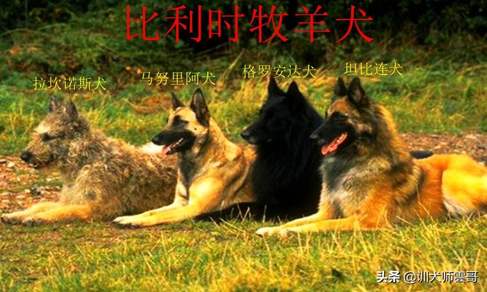 盘点10大牧羊犬你更喜欢哪一种（附：牧羊犬图片）