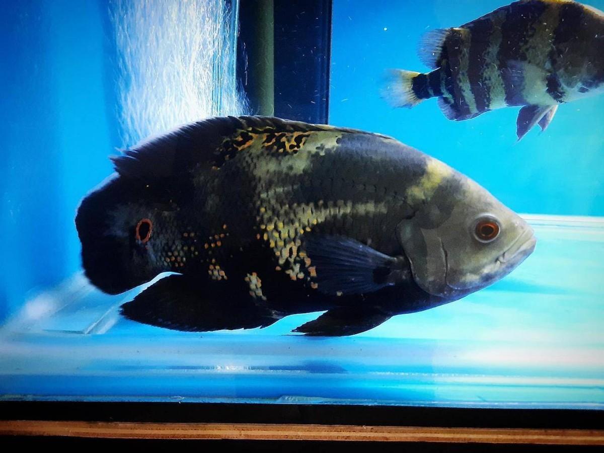 地图鱼能长多大和什么鱼一起养有最贵的品种吗（地图鱼喂食的正确方法）