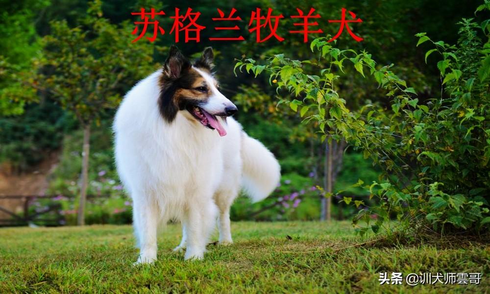盘点10大牧羊犬你更喜欢哪一种（附：牧羊犬图片）