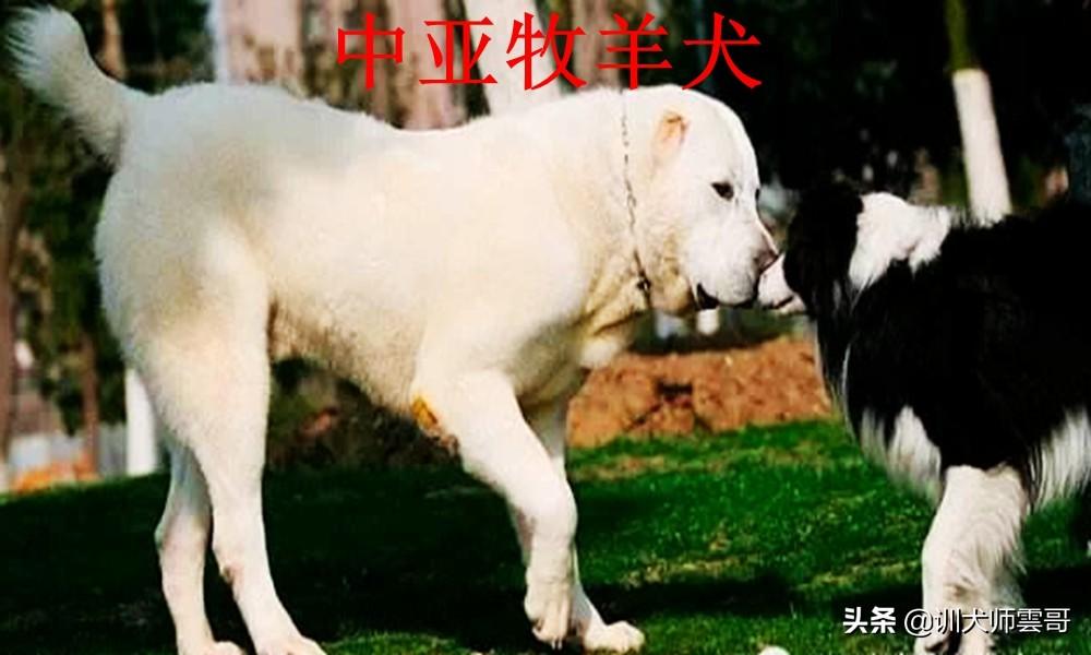 盘点10大牧羊犬你更喜欢哪一种（附：牧羊犬图片）