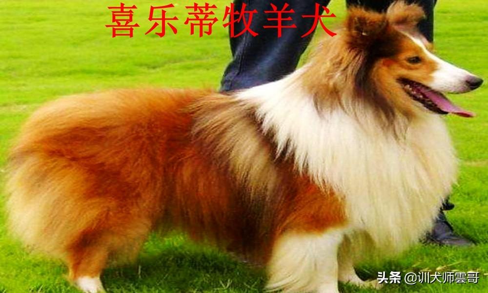 盘点10大牧羊犬你更喜欢哪一种（附：牧羊犬图片）