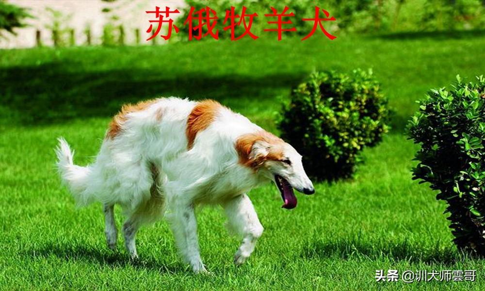 盘点10大牧羊犬你更喜欢哪一种（附：牧羊犬图片）