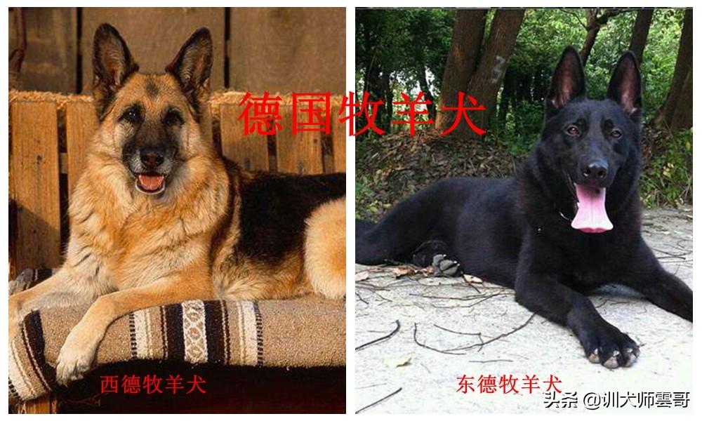 盘点10大牧羊犬你更喜欢哪一种（附：牧羊犬图片）