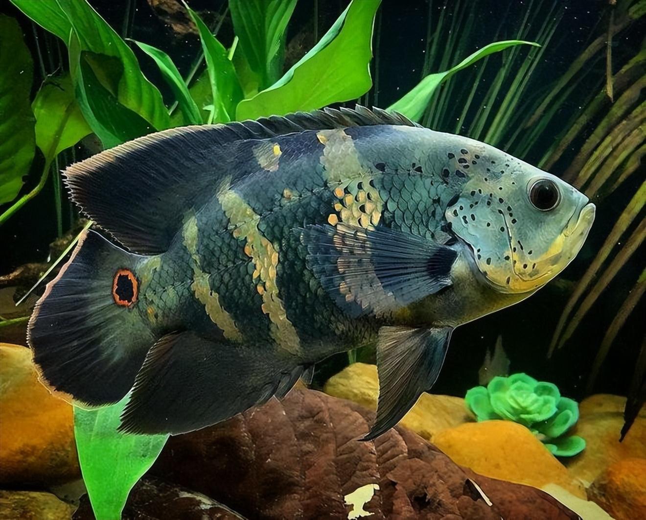 地图鱼能长多大和什么鱼一起养有最贵的品种吗（地图鱼喂食的正确方法）