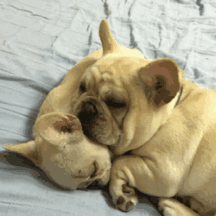 巴哥和法斗的区别（巴哥犬纯种幼犬图片）