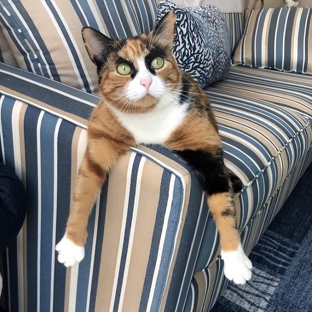 三花猫的寿命有多长（盘点三花猫的优缺点及寿命）