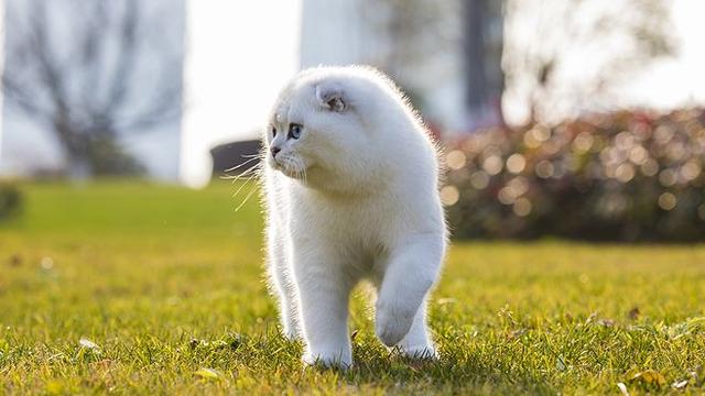 银渐层和银点的区别(英短银渐层和银点的区别)