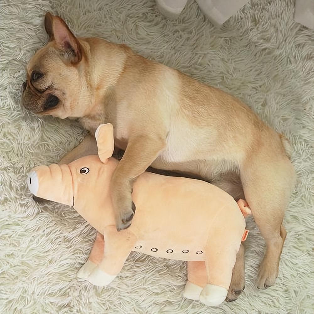 巴哥和法斗的区别（巴哥犬纯种幼犬图片）