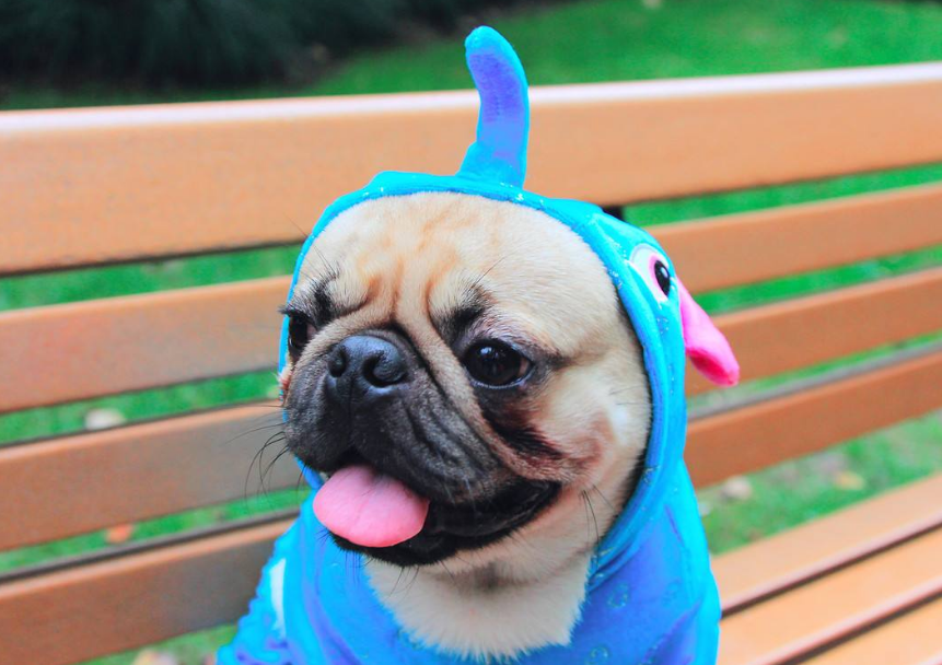 8大新手好养的狗狗推荐（新手养什么狗最省心）