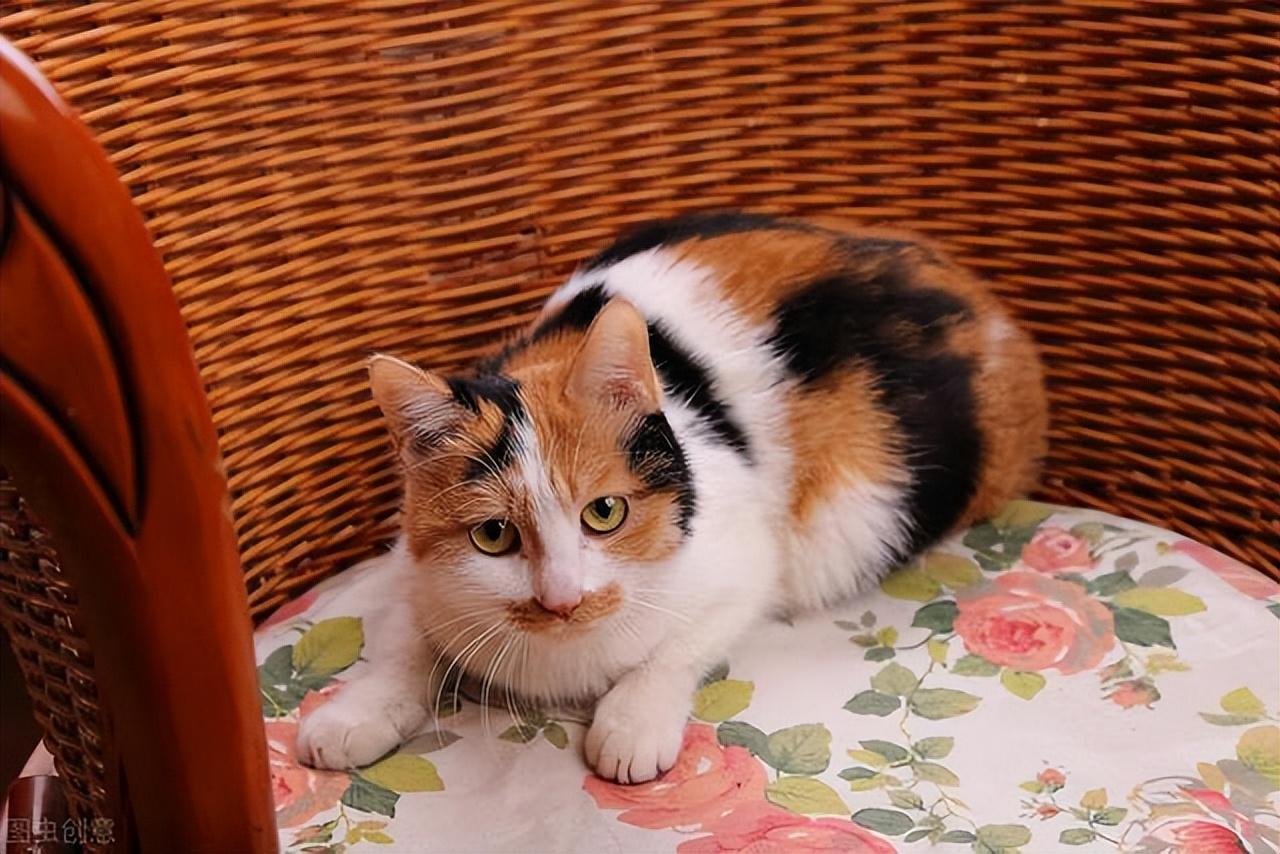 三花猫的寿命有多长（盘点三花猫的优缺点及寿命）