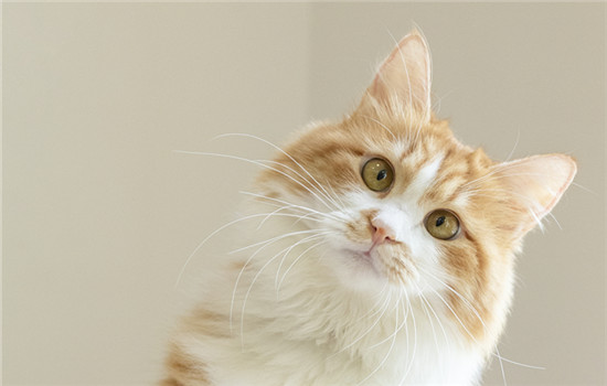 猫咪做完绝育后多久可以摘头圈(7天左右)