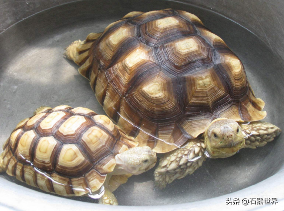 常见的陆龟年龄你知道么（盘点不同种陆龟的年龄）