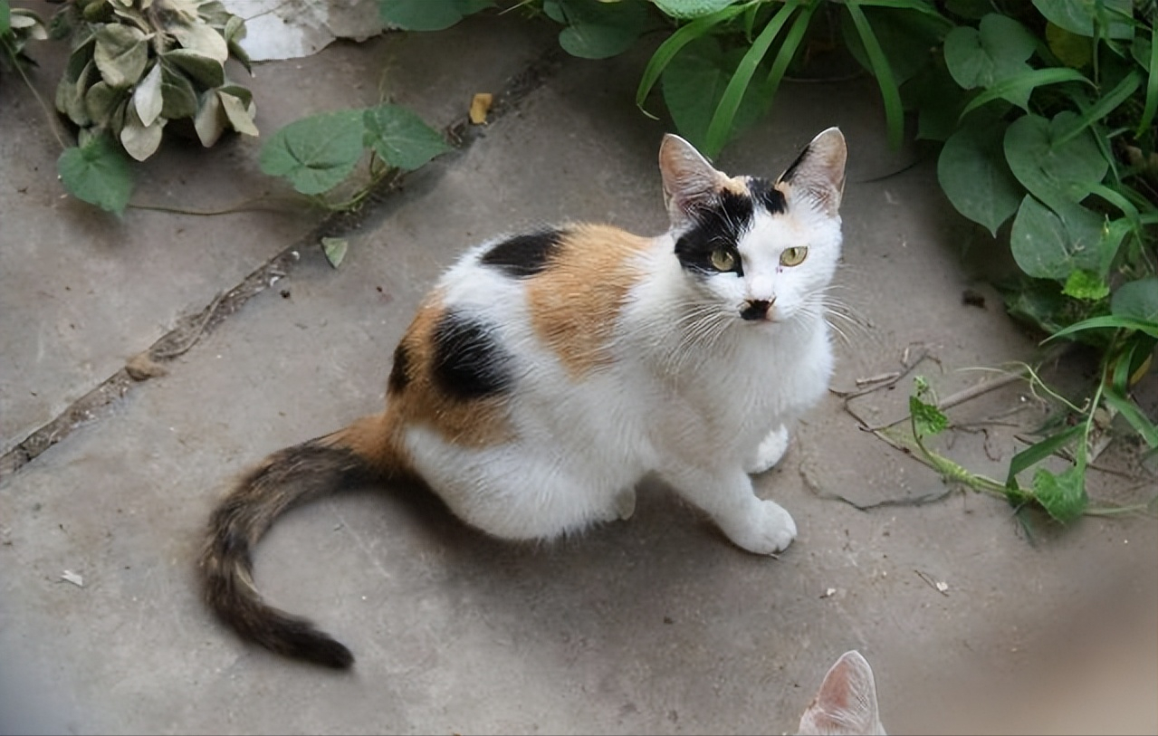 三花猫的寿命有多长（盘点三花猫的优缺点及寿命）