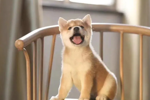 一只日本的纯种柴犬价格多少钱