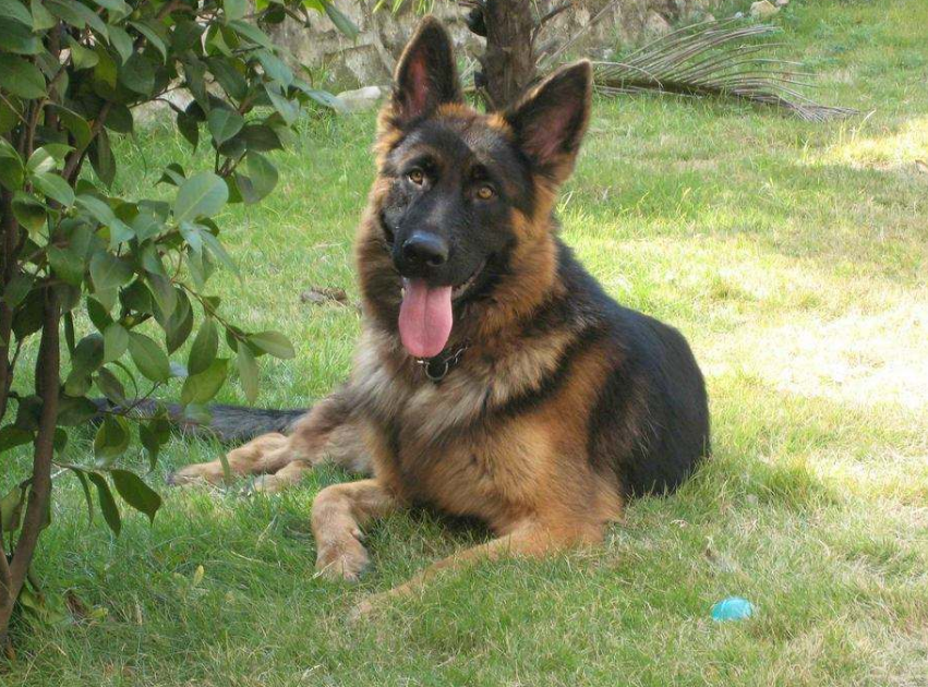 8大新手好养的狗狗推荐（新手养什么狗最省心）