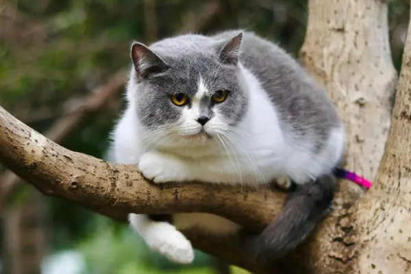 猫走丢了有吸引猫回来的方法吗