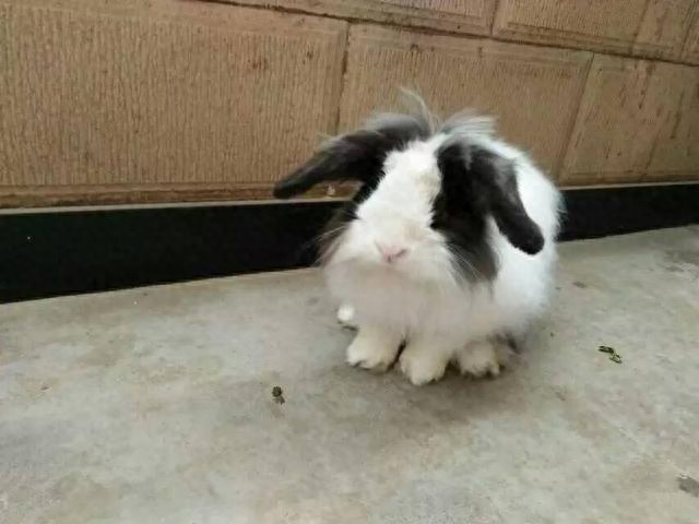 为何兔子养大了觉得很恶心（附：养兔子的十个有九个后悔的原因）