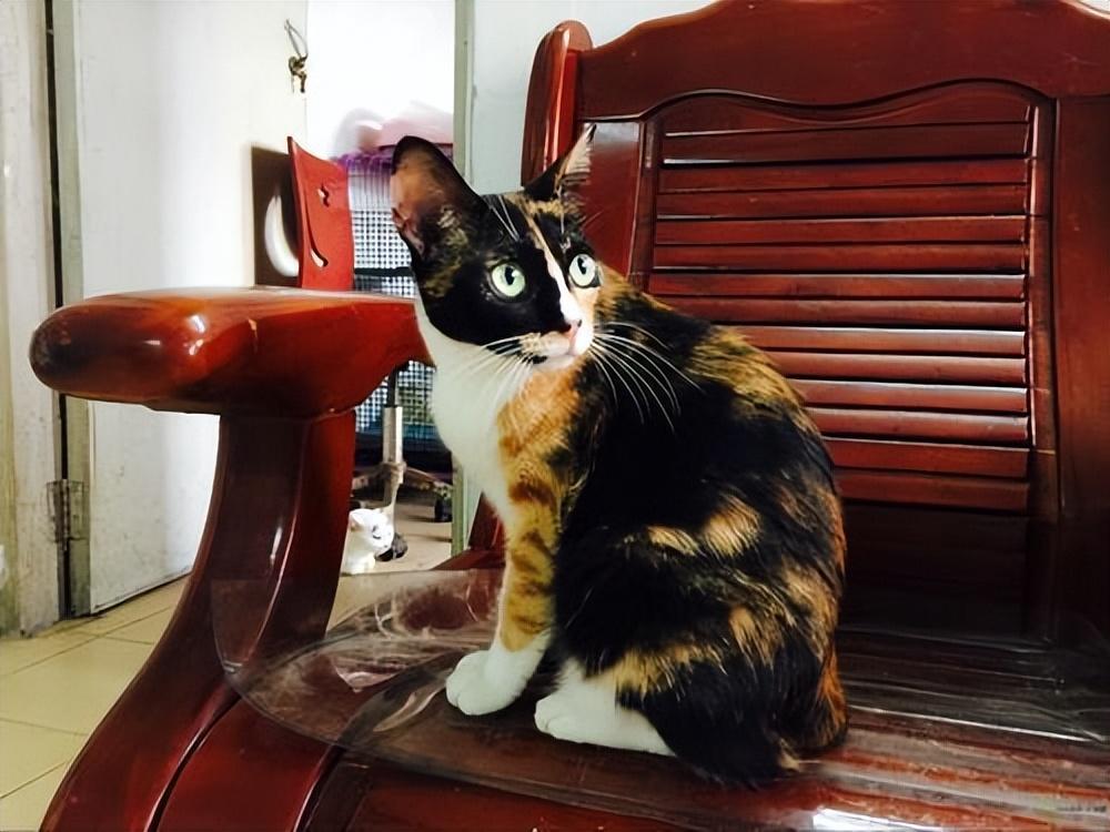 三花猫的寿命有多长（盘点三花猫的优缺点及寿命）