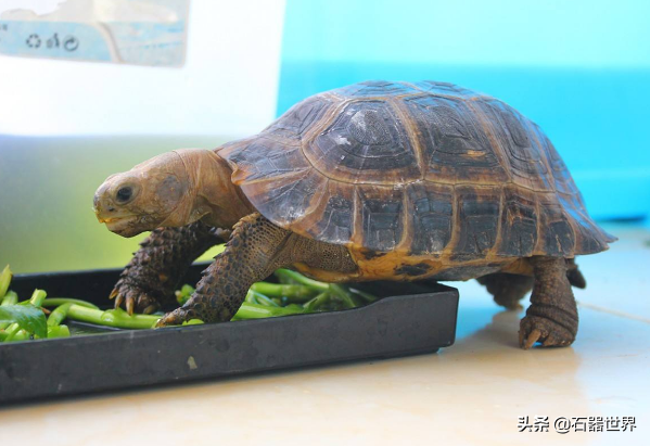 常见的陆龟年龄你知道么（盘点不同种陆龟的年龄）