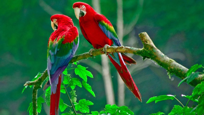 鹦鹉不下蛋可能的因素