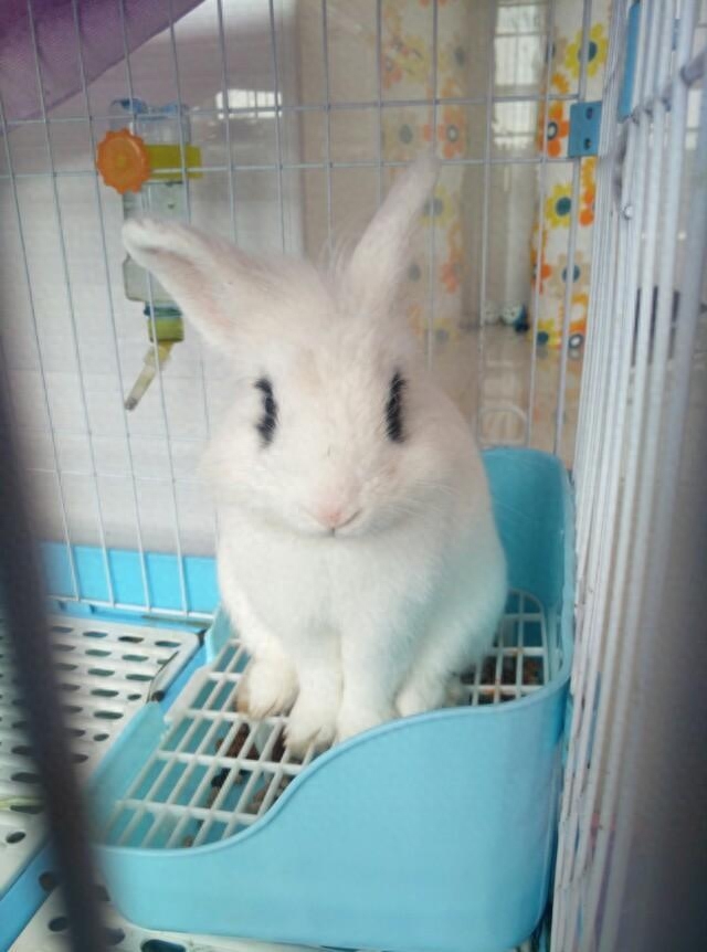 为何兔子养大了觉得很恶心（附：养兔子的十个有九个后悔的原因）