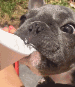 巴哥和法斗的区别（巴哥犬纯种幼犬图片）