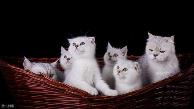 银渐层和银点的区别(英短银渐层和银点的区别)