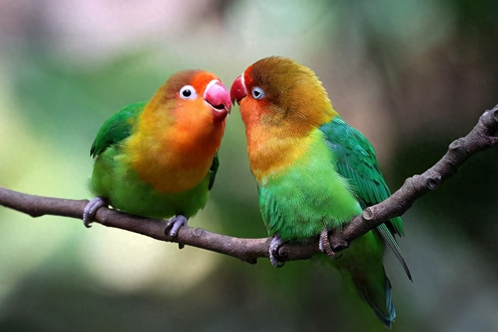 招财又吉利的鹦鹉名字（附：小话痨-可爱的宠物鹦鹉等名字大全）