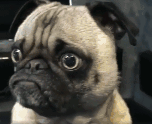 巴哥和法斗的区别（巴哥犬纯种幼犬图片）