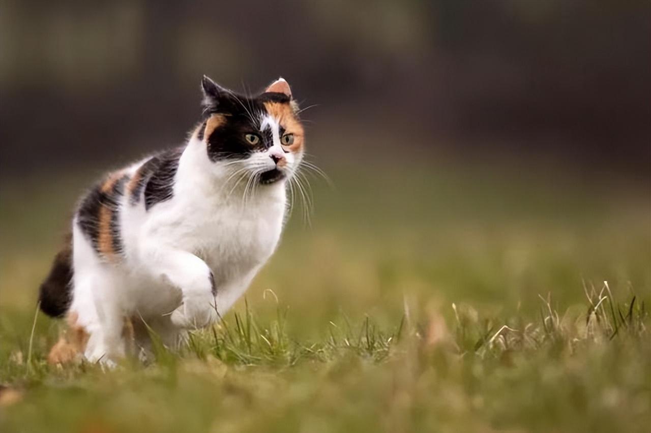 三花猫的寿命有多长（盘点三花猫的优缺点及寿命）