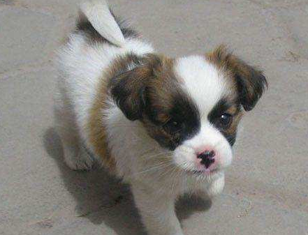 8大新手好养的狗狗推荐（新手养什么狗最省心）