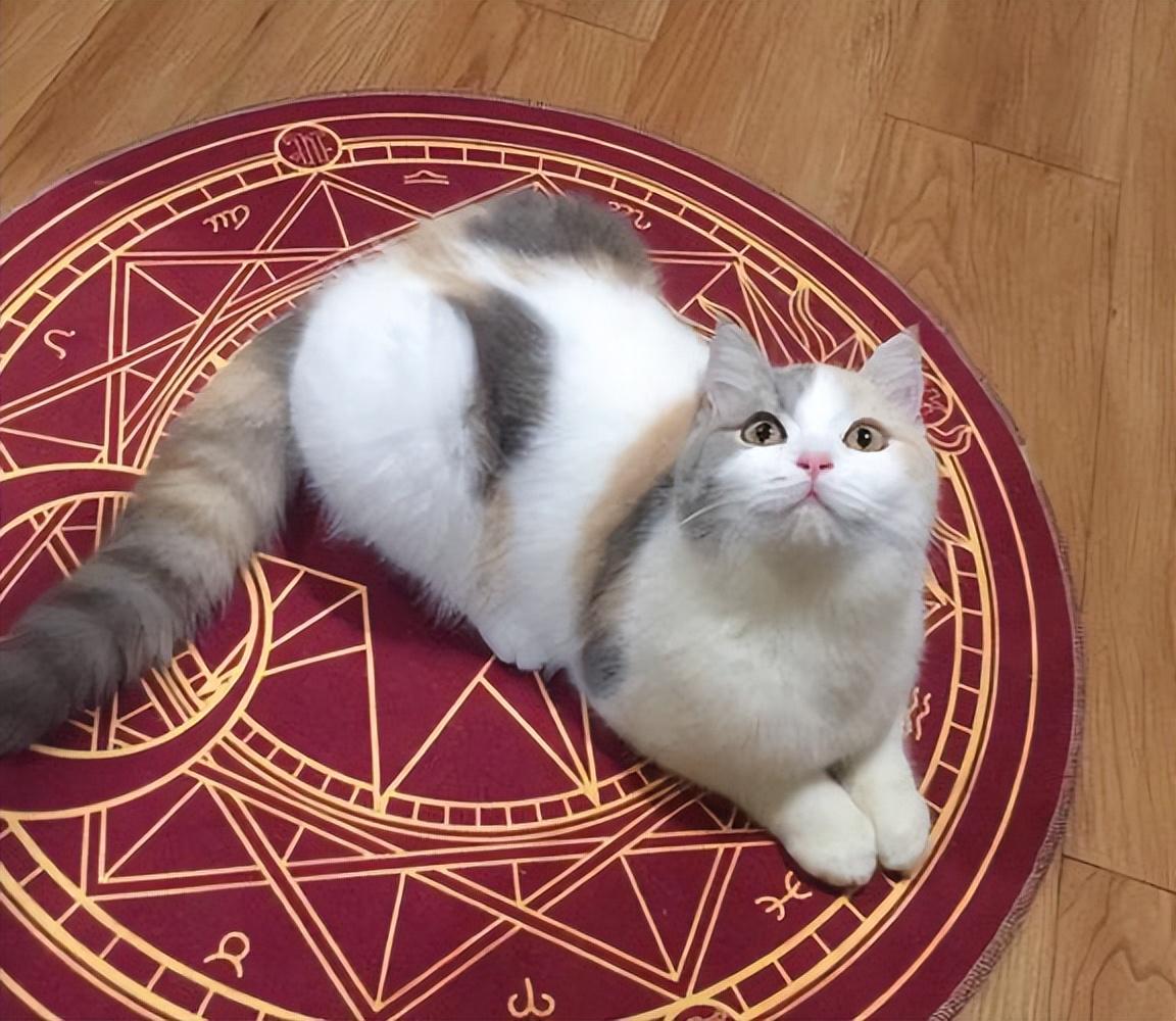 三花猫的寿命有多长（盘点三花猫的优缺点及寿命）