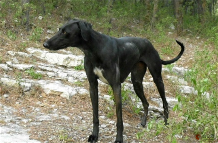 纯种山东细犬1000RMB贵吗