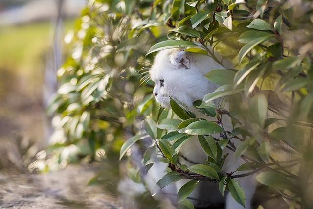 银渐层和银点的区别(英短银渐层和银点的区别)