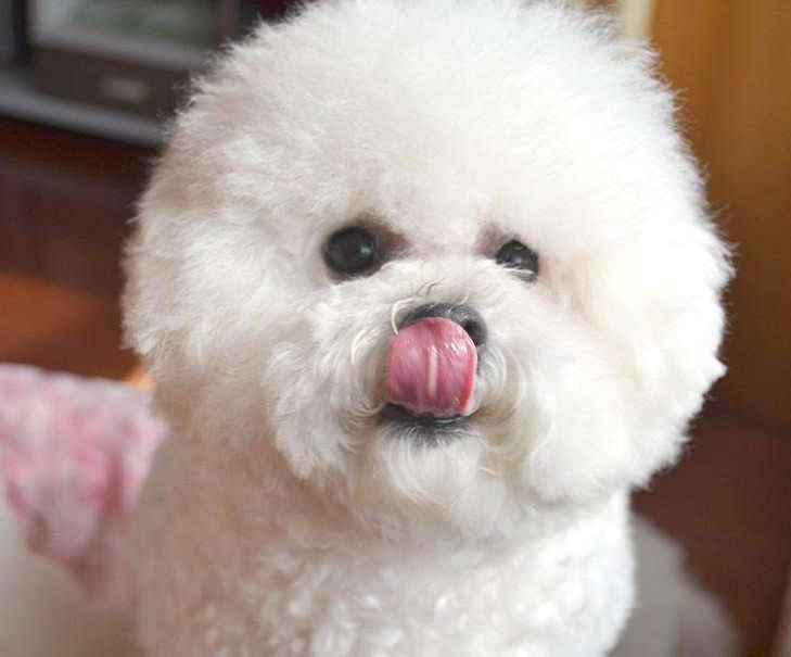 8大新手好养的狗狗推荐（新手养什么狗最省心）