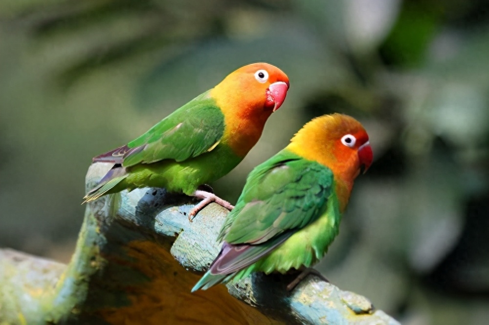 招财又吉利的鹦鹉名字（附：小话痨-可爱的宠物鹦鹉等名字大全）