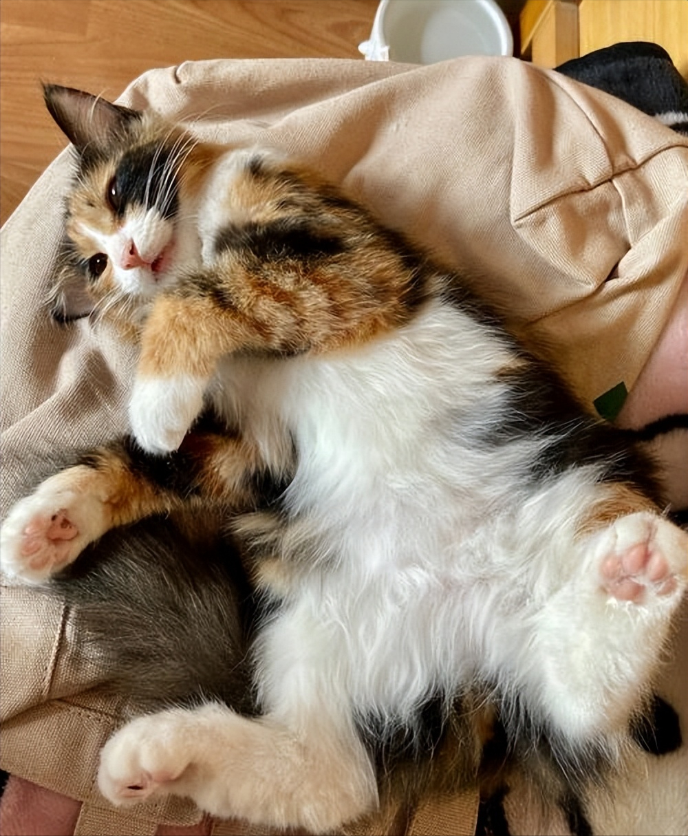 三花猫的寿命有多长