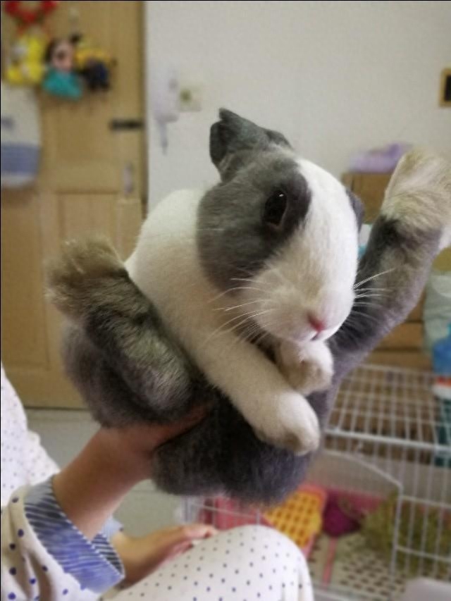 为何兔子养大了觉得很恶心