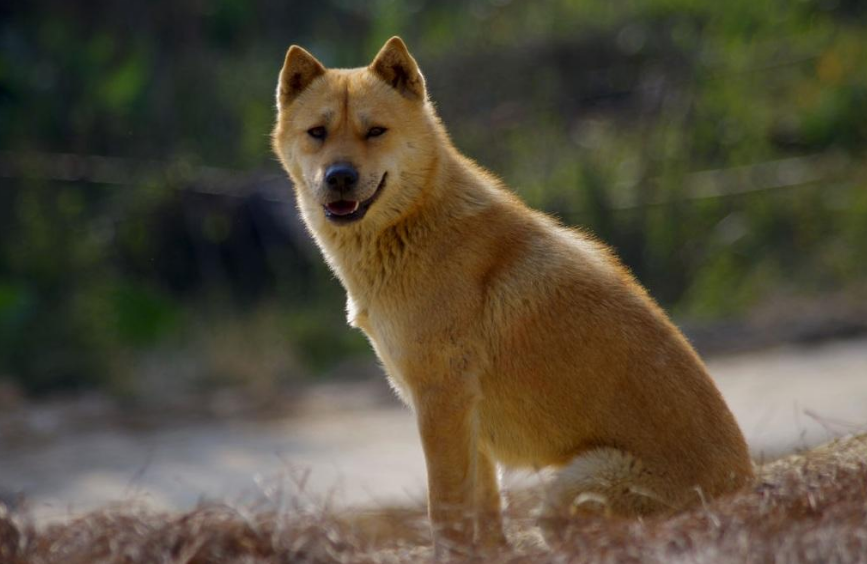 8大新手好养的狗狗推荐（新手养什么狗最省心）